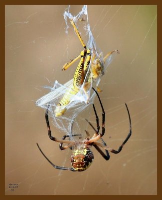 barn spider-grasshopper 8-15-07 4c1b.jpg