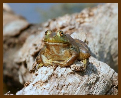 bullfrog 8-17-07 4c1b.jpg