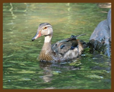 wood-duck 8-8-07 4c1b.jpg