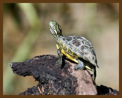 turtle-young-cooter 8-6-07 4c1b.jpg