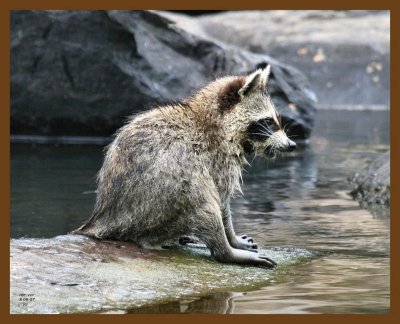raccoon-young 8-6-07 4c4b.jpg