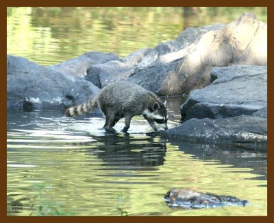 raccoon 8-13-07 4c1b.jpg