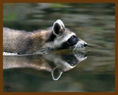 raccoon 8-18-07 4c1b.jpg