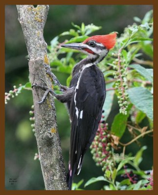 pileated woodpecker 8-19-07 4c3b.jpg