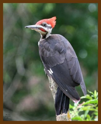 pileated woodpecker 8-19-07 4c5b.jpg