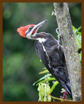 pileated woodpecker 8-19-07 4c2b.jpg