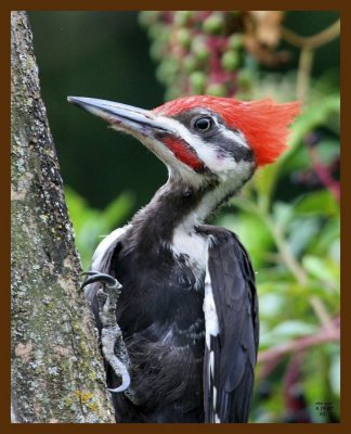 pileated woodpecker 8-19-07 4c4b.jpg