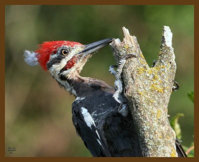 pileated woodpecker 8-20-07 4c4b.jpg