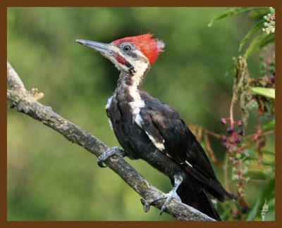 pileated woodpecker 8-20-07 4c2b.jpg