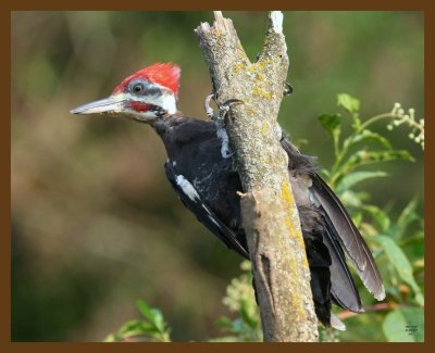 pileated woodpecker 8-20-07 4c3b.jpg
