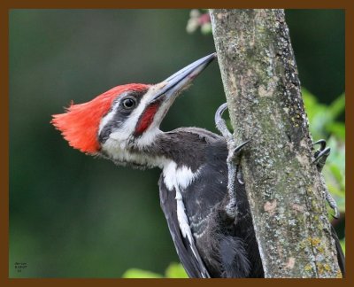 pileated woodpecker 8-19-07 4c1b.jpg