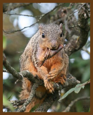 fox-squirrel-crawpappy 8-22-07 4c3b.jpg