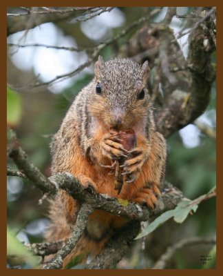 fox-squirrel-crawpappy 8-22-07 4c6b.jpg