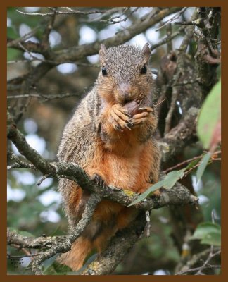 fox-squirrel-crawpappy 8-22-07 4c1b.jpg