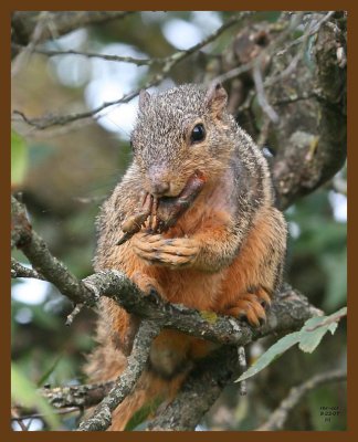 fox-squirrel-crawpappy 8-22-07 4c2b.jpg