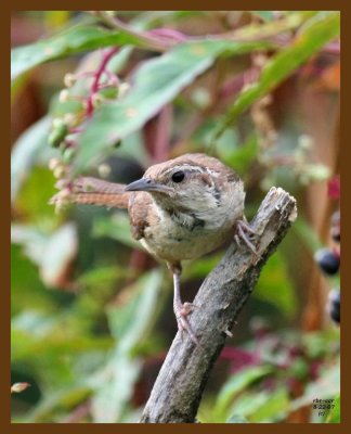 carolina wren 8-22-07 4c2b.jpg