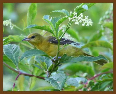 summer tanager 8-17-07 4c1b.jpg