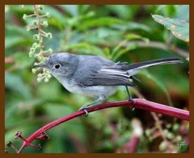 blue-gray gnatcatcher 8-22-07 4c2b.jpg