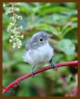 blue-gray gnatcatcher 8-22-07 4c1b.jpg
