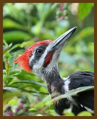 pileated woodpecker 8-23-07 4c2b.jpg