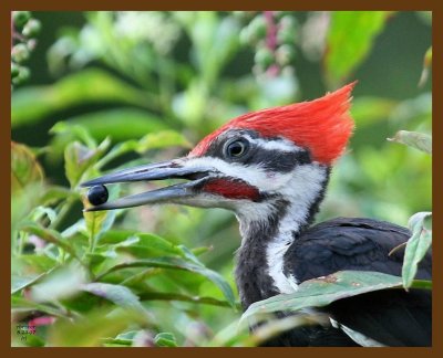 pileated woodpecker 8-23-07 4c4b.jpg