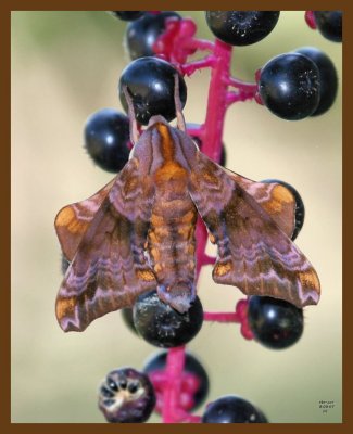 moth 8-9-07 4c1b.jpg