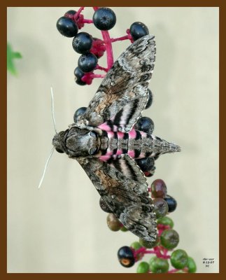 moth 8-12-07 4c1b.jpg