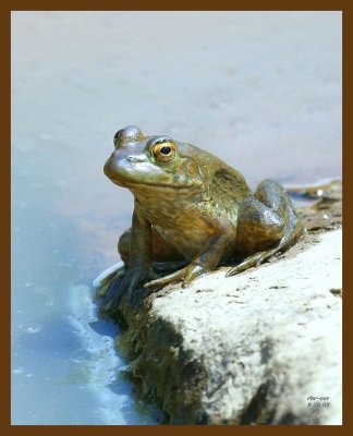 bullfrog 8-26-07 4c1b.jpg