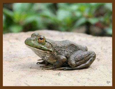 bullfrog 8-23-07 4c1b.jpg