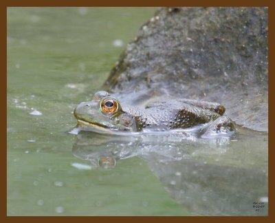 bullfrog 8-22-07 4c1b.jpg