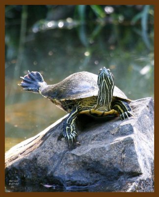 turtle-red-eared slider 8-27-07 4c3b.jpg