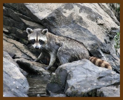raccoon 8-4-07 4c1b.jpg
