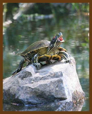 turtle-red-eared slider 8-27-07 4c1c1b.jpg