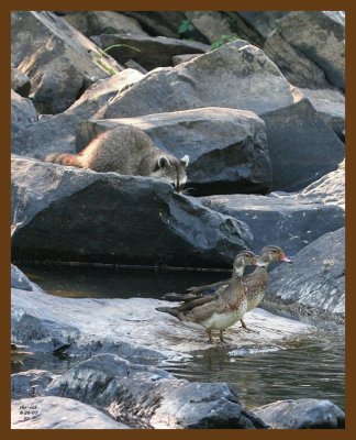 raccoon-wood-ducks 8-26-07 4c2b.jpg
