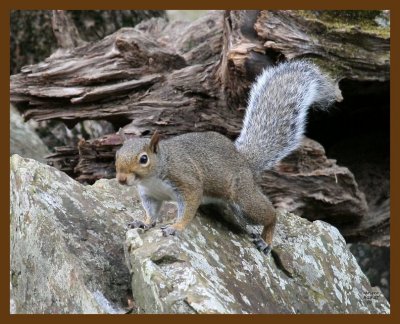 squirrel-gray 8-28-07 4c1b.jpg