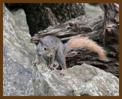 squirrel-fox-tailed gray 8-28-07 4c1b.jpg