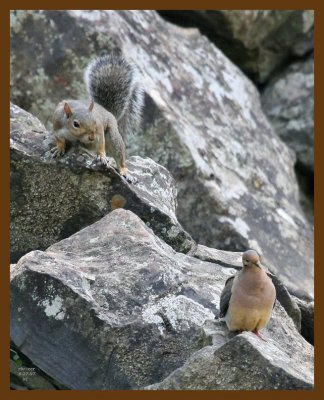 gray-squirrel-mourning-dove 8-27-07 4c2b.jpg