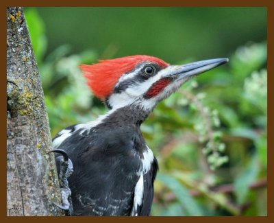 pileated woodpecker 8-29-07 4c2b.jpg