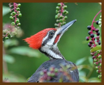 pileated woodpecker 8-29-07 4c1b.jpg