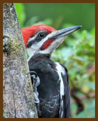 pileated woodpecker 8-29-07 4c3b.jpg