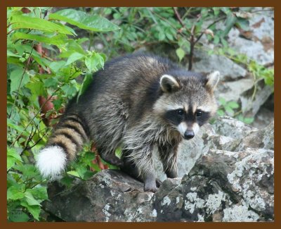 raccoon-young 8-30-07 4c5b.jpg