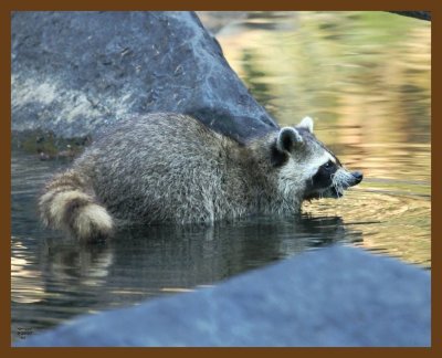 raccoon 9-20-07 4c4b.jpg