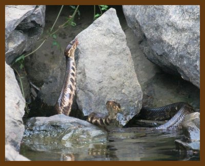 cottonmouth-x2 10-2-07 4c4b.jpg