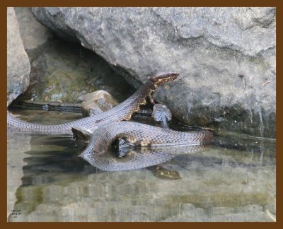 cottonmouth-x2 10-2-07 4c6b.jpg