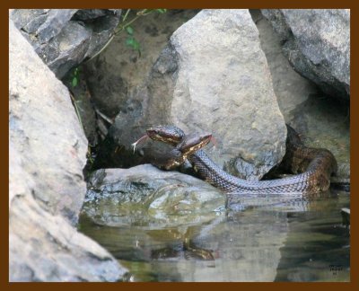 cottonmouth-x2 10-2-07 4c7b.jpg