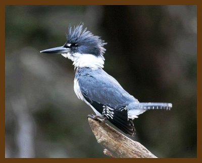 belted-kingfisher 10-1-07 4c7b.jpg