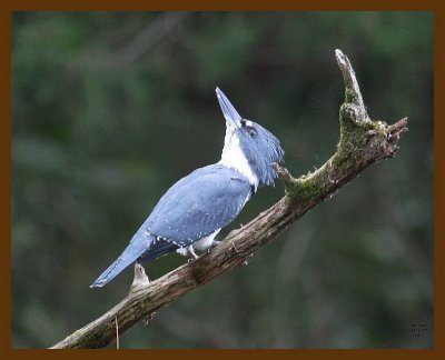 belted-kingfisher 10-2-07 4c2b.jpg