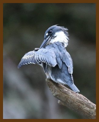 belted-kingfisher 10-1-07 4c4b.jpg