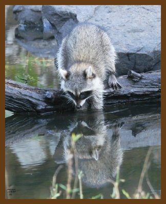 raccoon 10-5-07 4c1b.jpg