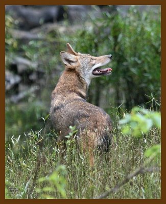 coyote 10-6-07 4c10b.jpg